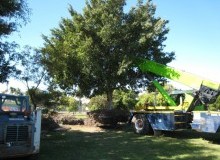 Kwikfynd Tree Management Services
aranda