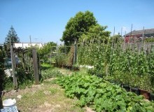 Kwikfynd Vegetable Gardens
aranda